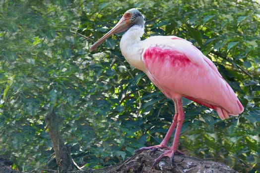 Photo shows a closeup of a wild bird in the wood.