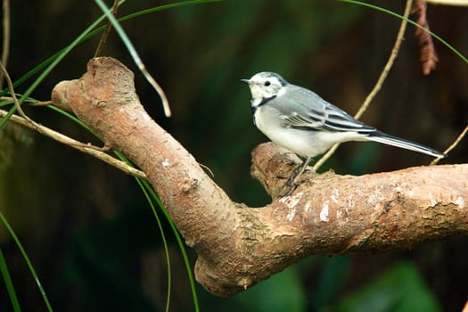 Photo shows a closeup of a wild bird in the wood.