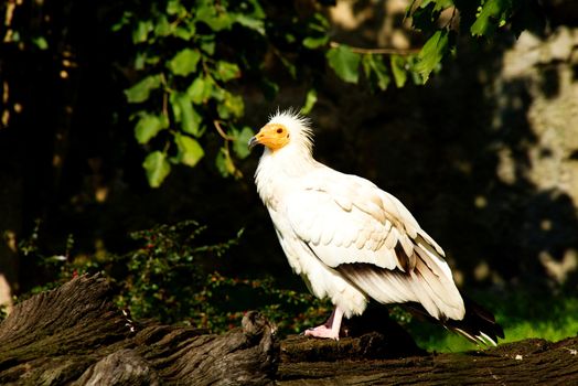 Photo shows a closeup of a wild bird in the wood.