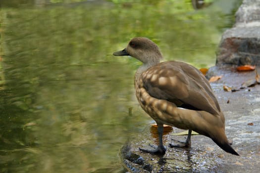 Photo shows a closeup of a wild duck on the lake.