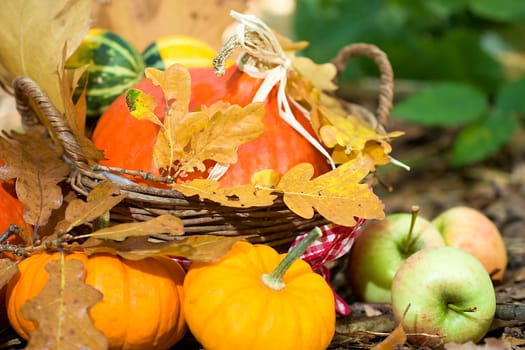 Photo shows a closeup of an autumn various vegetable in the wood.