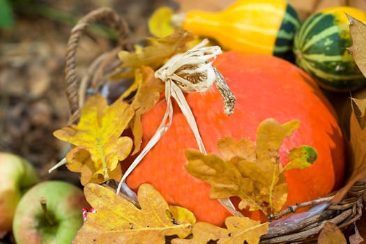 Photo shows a closeup of an autumn various vegetable in the wood.