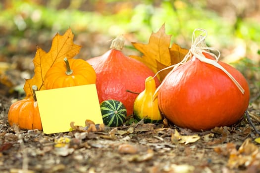 Photo shows a closeup of an autumn various vegetable with the greeting card.