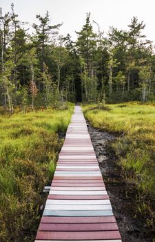 forest path in a park in Maine, Usa