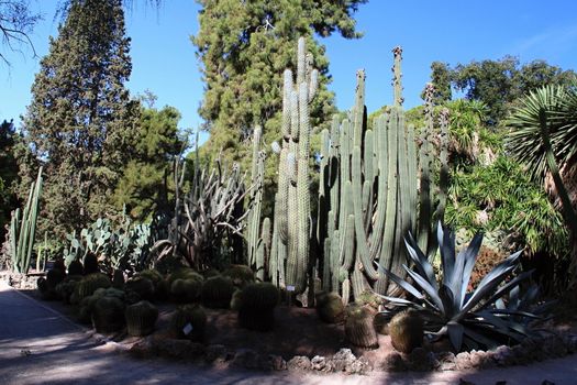 Photo of Beautiful Cactus in the Garden made in the late Summer time in Spain, 2013