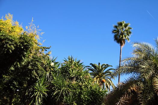 Photo of Spanish Flowers in the Parcs made in the late Summer time in Spain, 2013