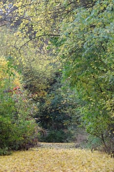 Photo of Autumn Colourful Leafs made in the late autumn.