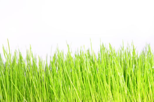 green grass with white background 