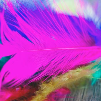 Multicolor feather in strict close up, square image