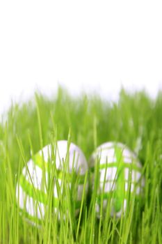 easter eggs green and white in meadow with white background 