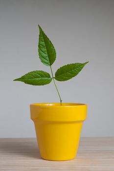 Young plant  with three leaves in yellow clay pot 