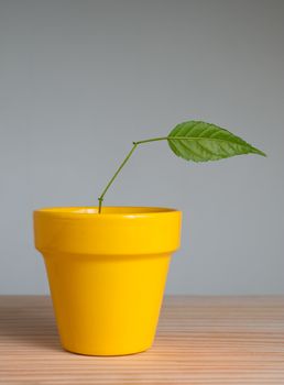 young plant with one leaf in clay pot 