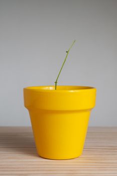 Young plant with no leaves in yellow pot.