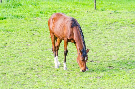 Horse while grazing in a pasture.