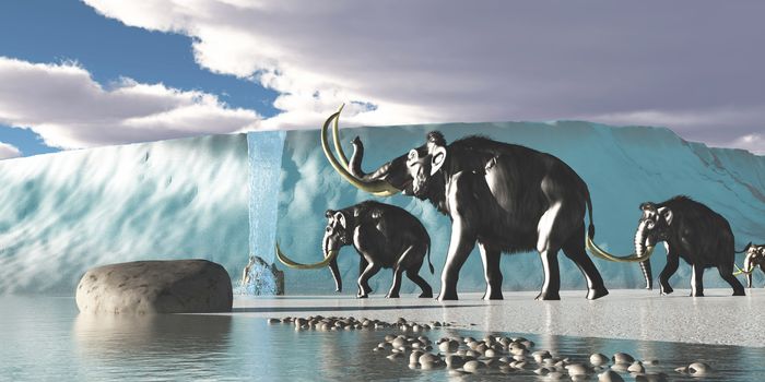 A herd of Woolly Mammoths encounter a huge glacier covering the Arctic territory.