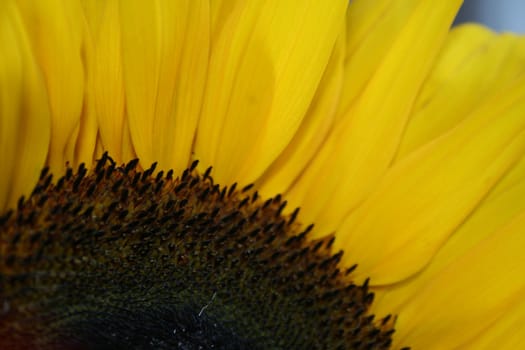 A macro shot of a sunflower.