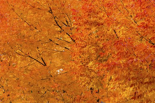 Orange Yellow Maple Leaves Fall Colors Leavenworth Washington Make Patterns and Designs