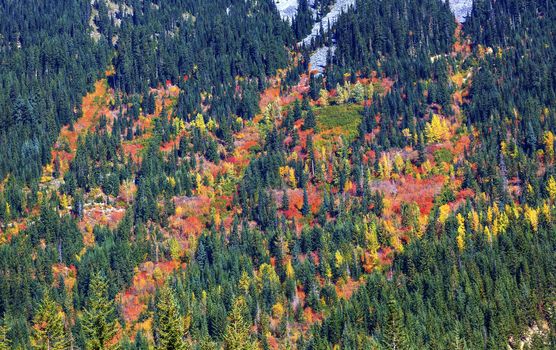 Fall Colors Mountain Sides Forest Stevens Pass Leavenworth Washington