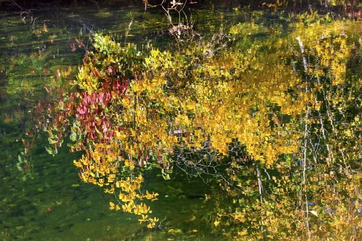 Yellow Red Leaves Fall Colors Reflection Wenatchee River Stevens Pass Leavenworth Washington