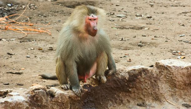 Baboon Monkey chilling in the zoo