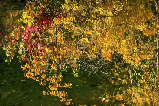 Yellow Red Leaves Fall Colors Green Water Reflection Abstract Wenatchee River Stevens Pass Leavenworth Washington