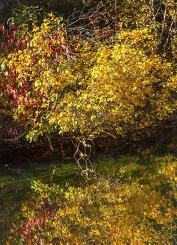 Yellow Red Leaves Fall Colors Green Water Reflection Abstract Wenatchee River Stevens Pass Leavenworth Washington