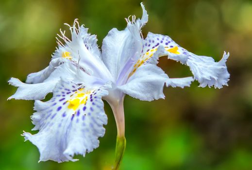 Beautiful iris japonica