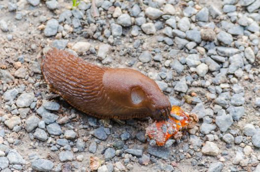 Slug in closeup eating wine gums, gum drop.