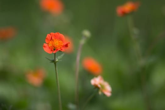 orange flower