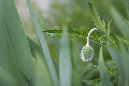 poppy flowers on field