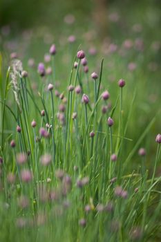 Flowering purple chive blossoms against green are a favorite