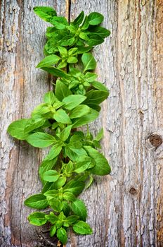 Fresh Raw Green Basil Leaves In a Row isolated on Rustic Wooden background