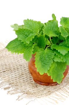 Bunch of Perfect Fresh Green Lemon Balm Leafs in Wooden Pot on Sackcloth on white background