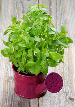 Fresh Raw Green Basil Leaves with Water Drops in Purple Watering Can isolated on Rustic Wooden background