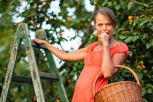 Pretty, young woman picking apricots lit by warm summer evening light (shallow DOF; color toned image)