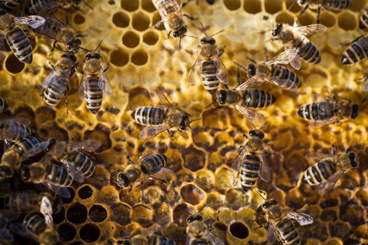 Macro shot of bees swarming on a honeycomb