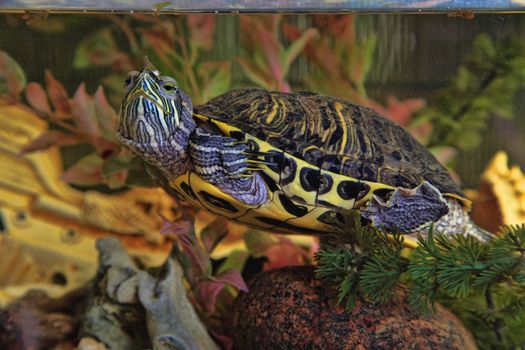 Red-eared turtle in aquarium