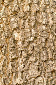 Bark of tree Seamless Tileable Texture .