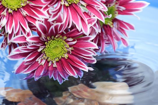 Romance concept. Purple chrysanthemum flowers on water surface with small wave