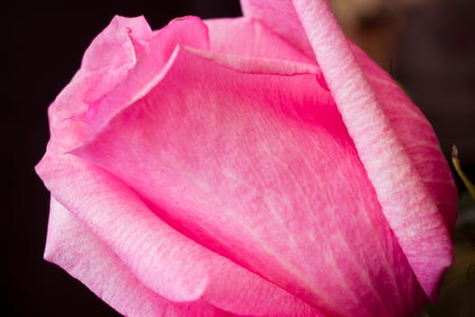 Purple Rose close-up on blurred dark background