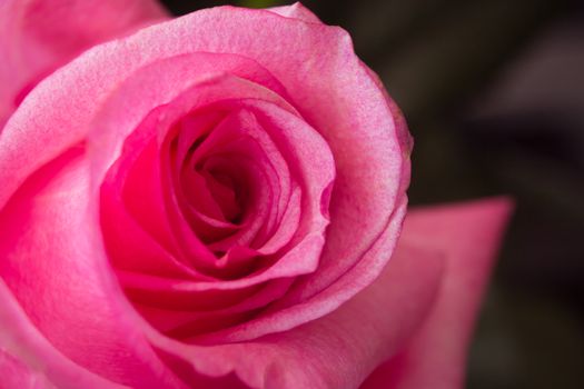 Purple Rose close-up on blurred dark background