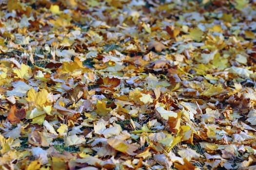 yellow fallen leaves on the ground in the park