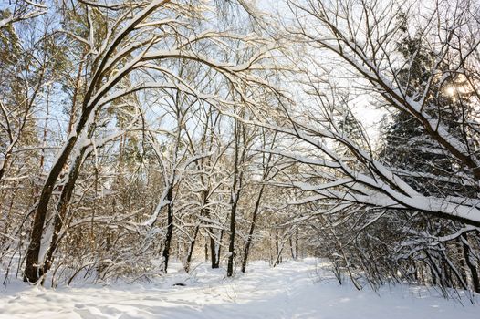 Trees covered with snow in frozen winter forest