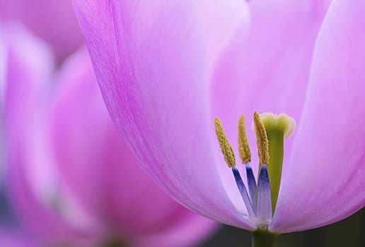 Soft, delicate pink tulip