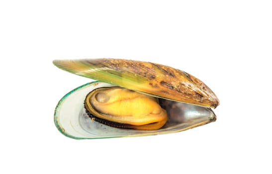 Boiled green mussel on white background