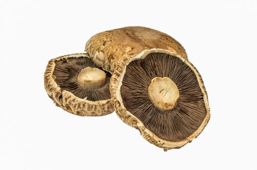 Portobello mushroom isolated on white background