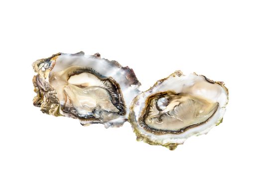 Two oysters on white background