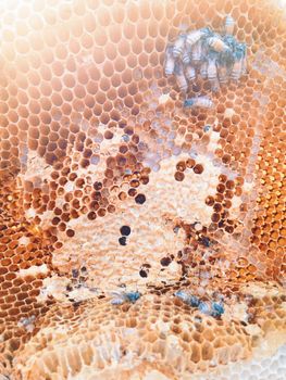 bees inside the hive close up