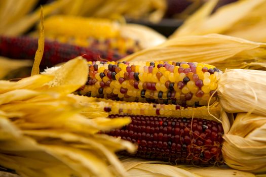 Organic corn from a local market