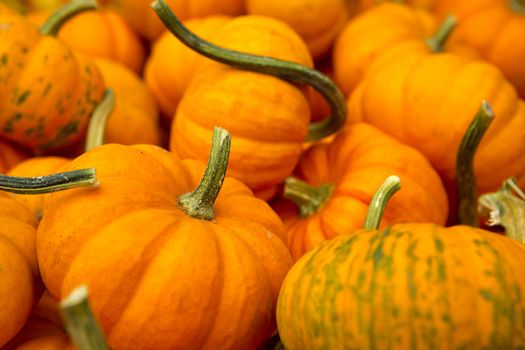 Organic Punpkins from a local market